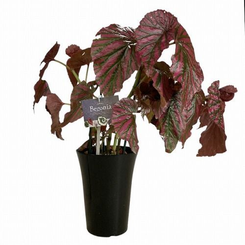 訳あり特価】観葉植物 ベゴニア ブレビリモーサ エキシオティカ