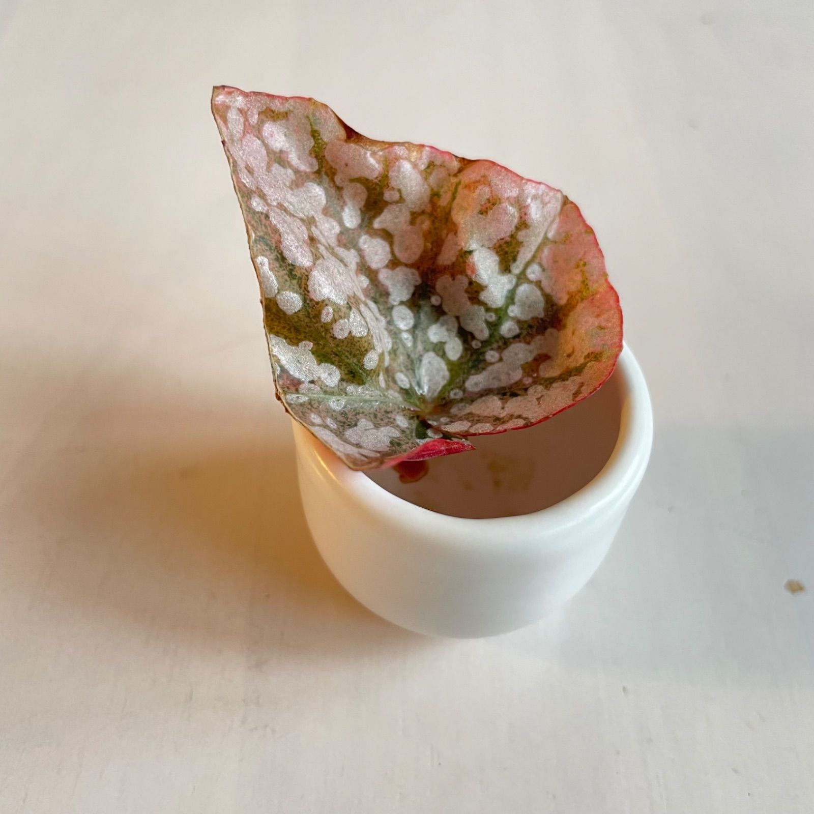 発根済み