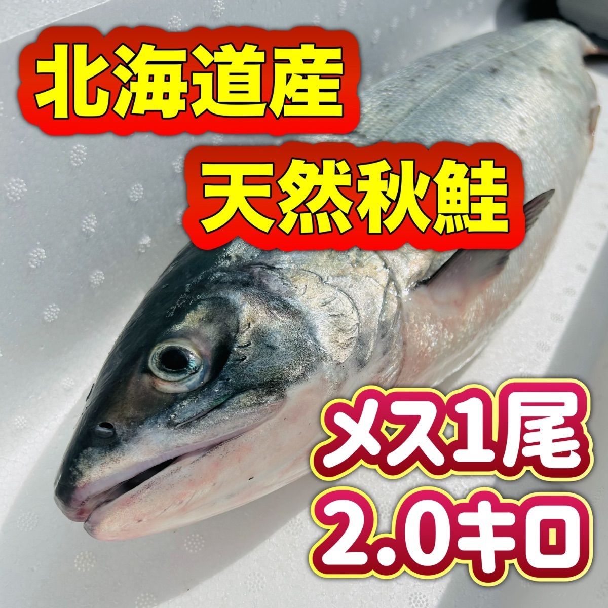新物 北海道産 天然秋鮭メス2.0キロ 生筋子入り 9月中旬 12月から殻付きホタテ販売予定 現在ホタテ貝柱販売中 産地直送 海鮮 鮮魚 魚介類 鮭とば いくら醤油漬け 生ウニ 数の子 ホタテ ブリ お歳暮 お中元
