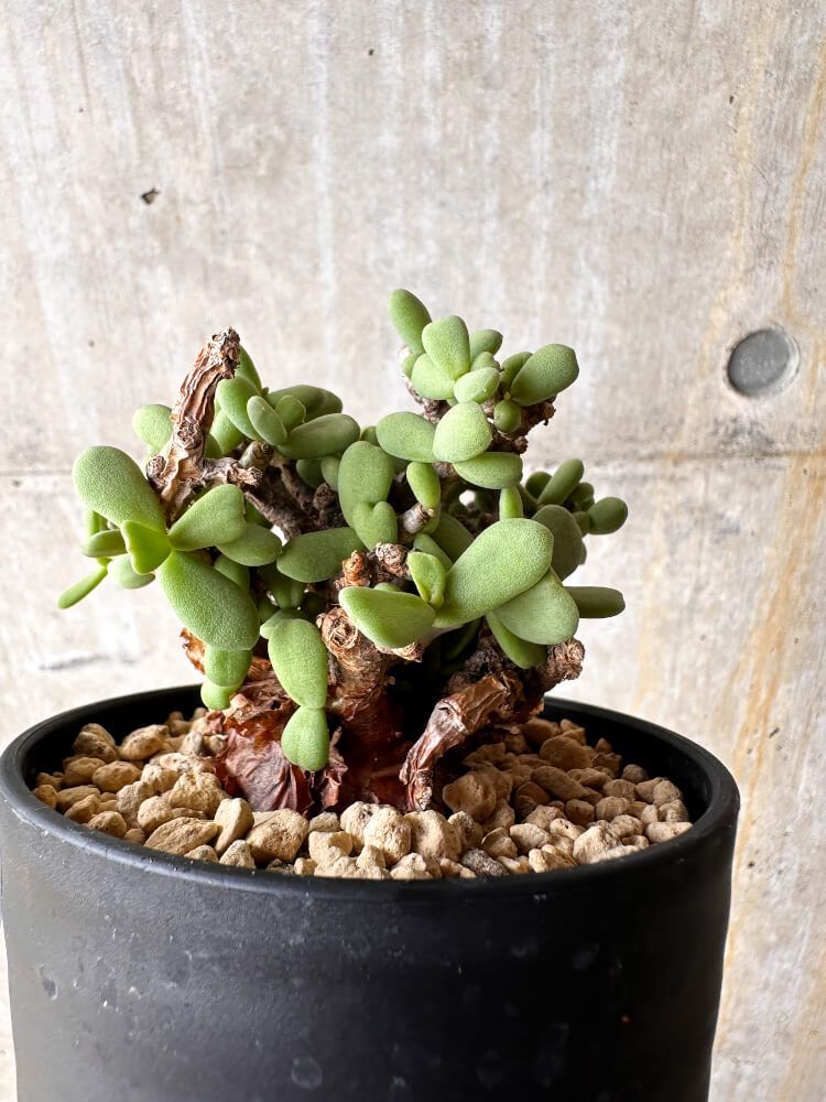 現品限り】ケラリア・ピグマエア 現地株【I46】 Ceraria pygmaea 現品限り】ケラリア・ピグマエア 現地株【I46】 Ceraria pygmaea