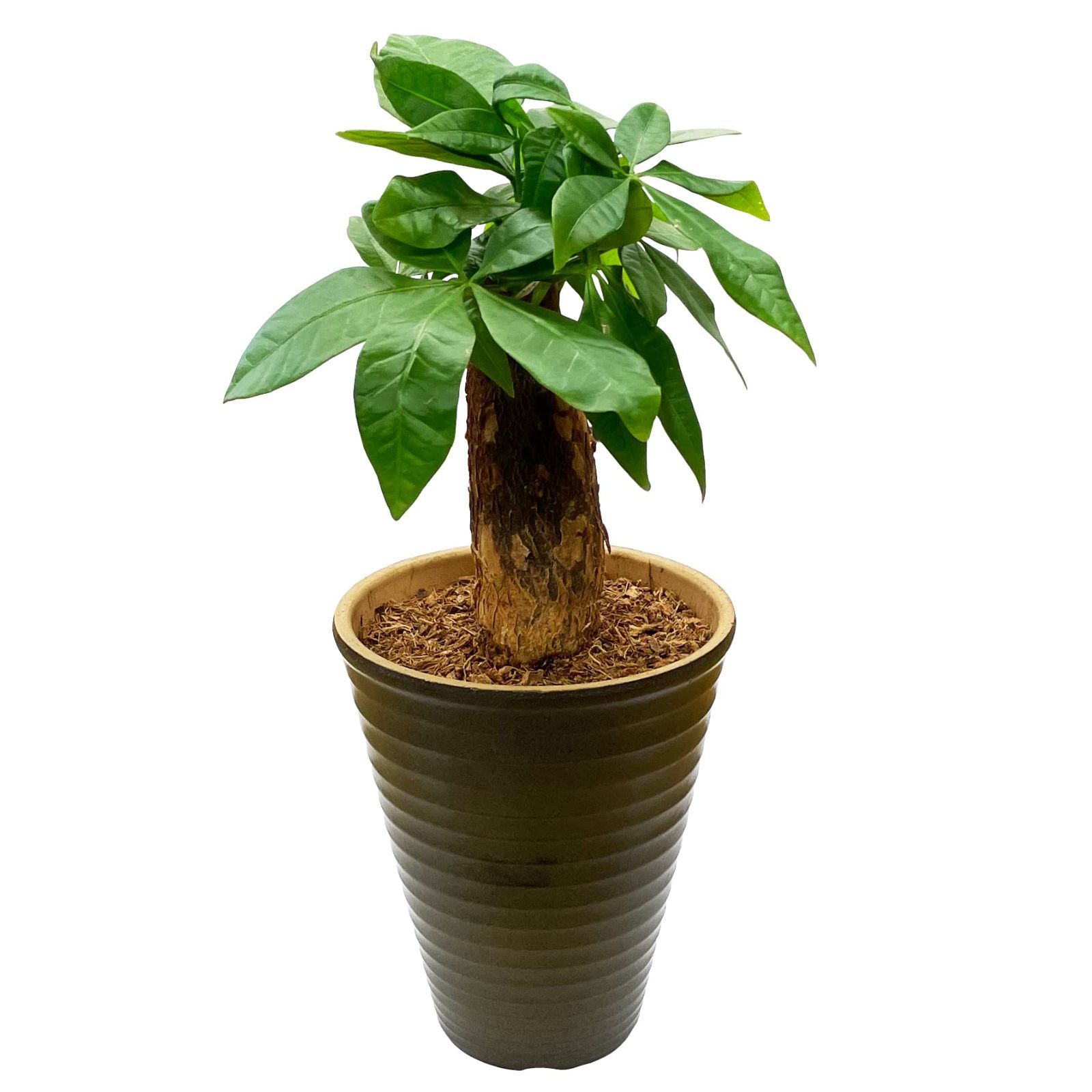 数量 植物 観葉 パキラの木 ミニ ミニ観葉植物 ぱきら おしゃれ 本物 観葉植物 パキラ 花のギフト社