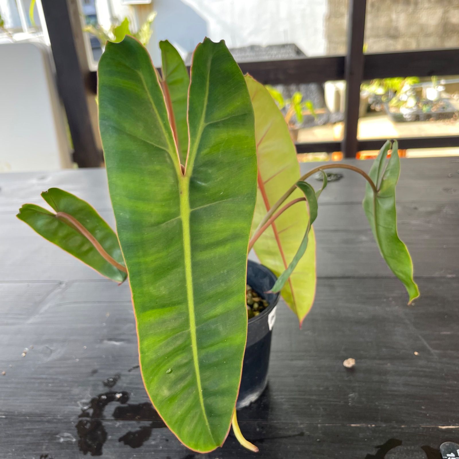 大株美株】 フィロデンドロン ビレッティア Philodendron