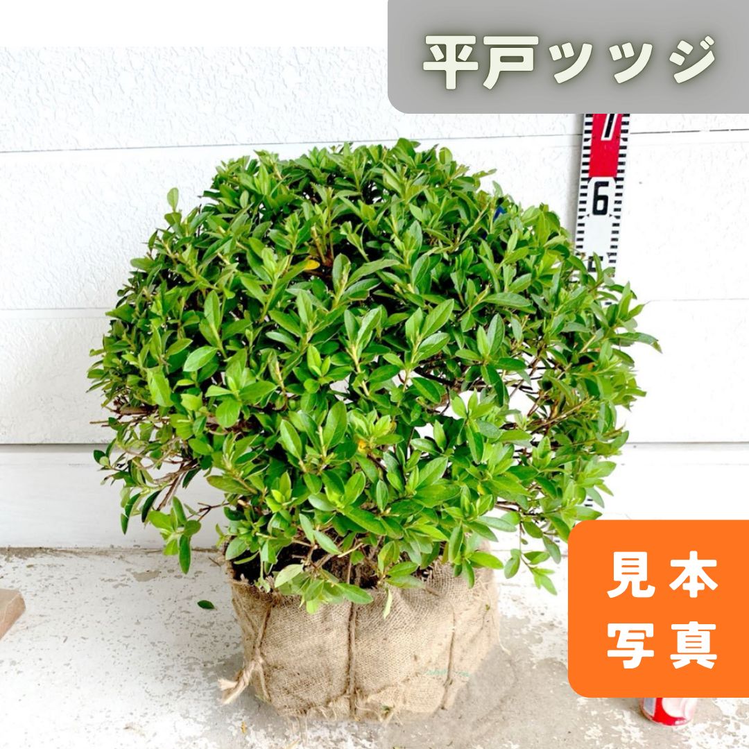 大株 平戸ツツジ 約60cm 玉仕立て|ツツジ|トピアリー|苗木|植木|庭木|生垣|根巻|垣根|目隠し 518128