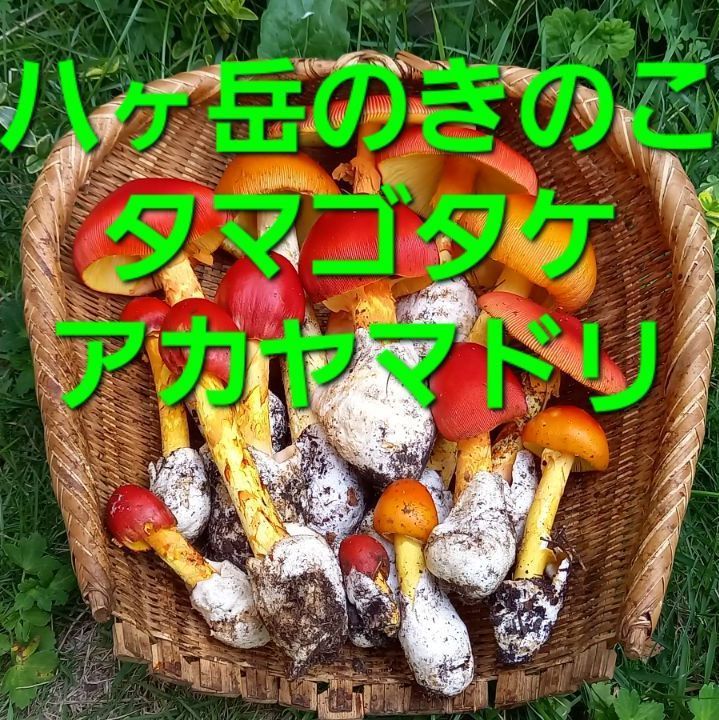 送料無料　室町～江戸時代　無銘尾張透鐔/鍔 送料無料 室町～江戸時代 無銘尾張透鐔/鍔