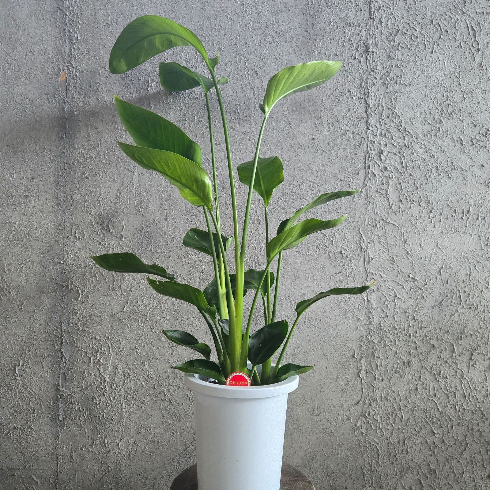 大型　ストレリチア　オーガスタ　8号　陶器鉢　植え込み発送 大型 ストレリチア オーガスタ 8号 陶器鉢 植え込み発送 大型