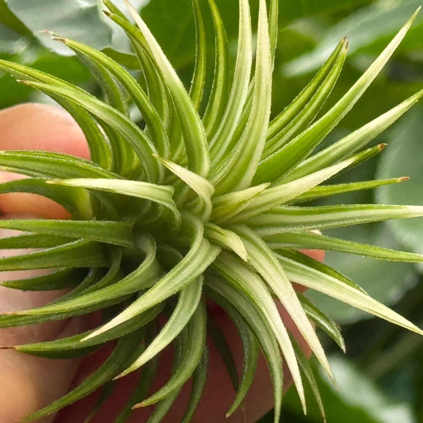 ホワイト率多め綺麗＊ 葉数多め極上＊ チランジア イオナンタ アルボ