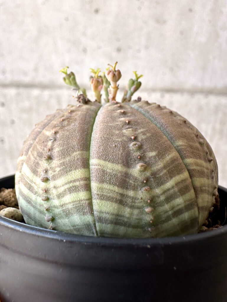 観葉植物 【現品限り】ユーフォルビア・オベサ【Z5】 Euphorbia obesa