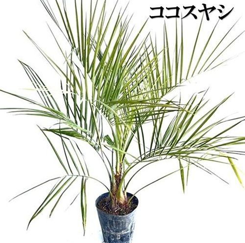 単 品 ココスヤシ0.8m前後21cmポット