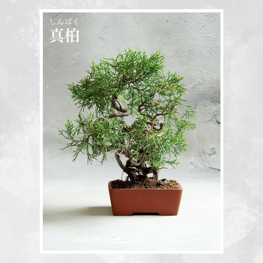 ソテツ奇株 オールド系盆栽】 【公式通販】