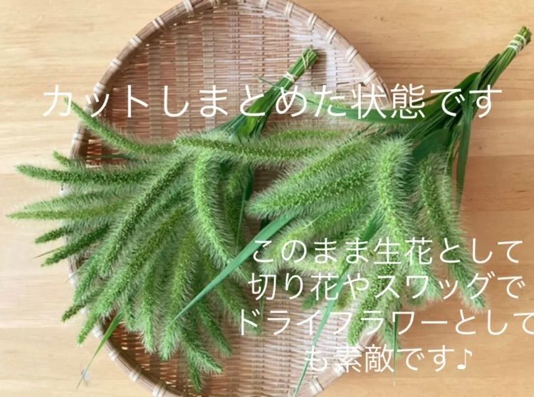 新鮮【エノコログサ猫じゃらし】切り花無農薬自家栽培生花ドライリース花束フレッシュ - メルカリ