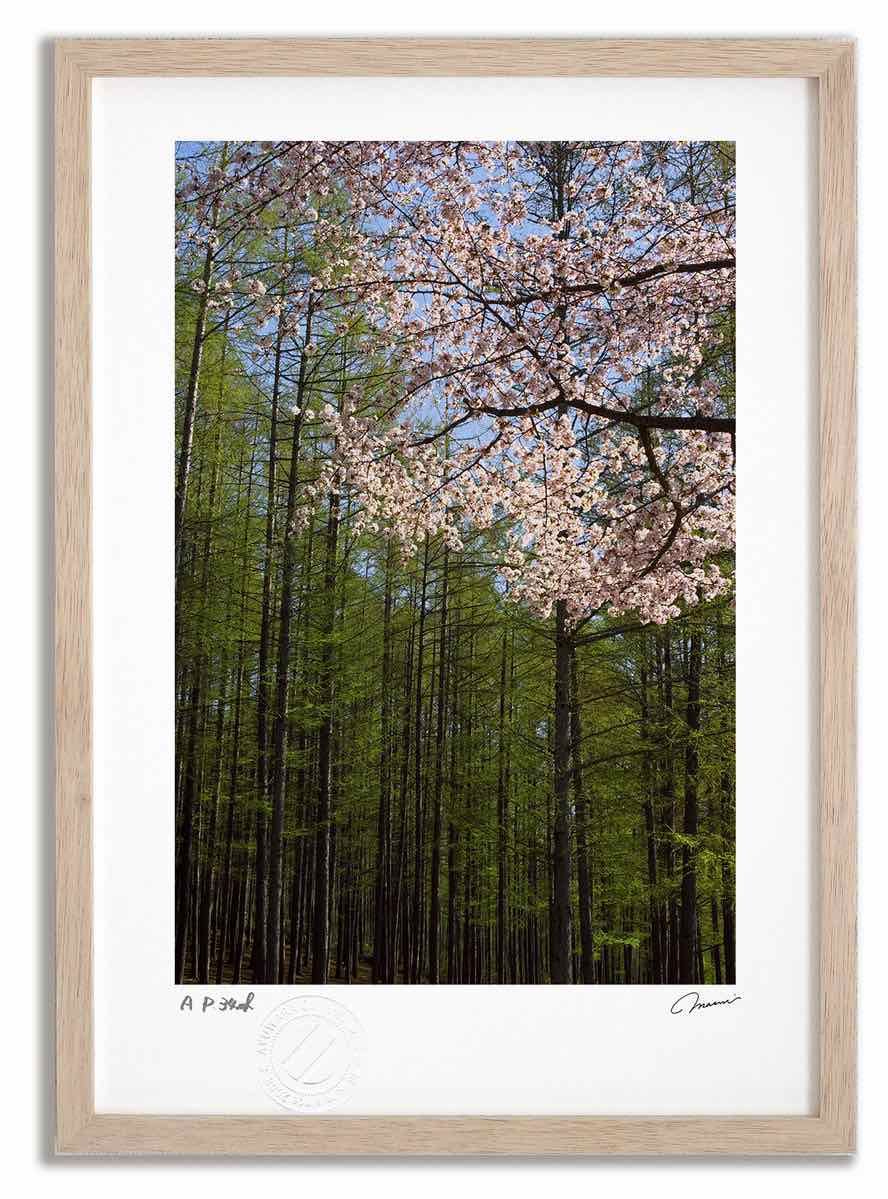 アートフォト 絵画 カラマツ林と桜/中富良野町 高橋真澄/インテリア 額入り 額装込 風景画 油絵 ポスター アート アートパネル リビング 玄関 プレゼント モダン アートフレーム 飾る Mサイ