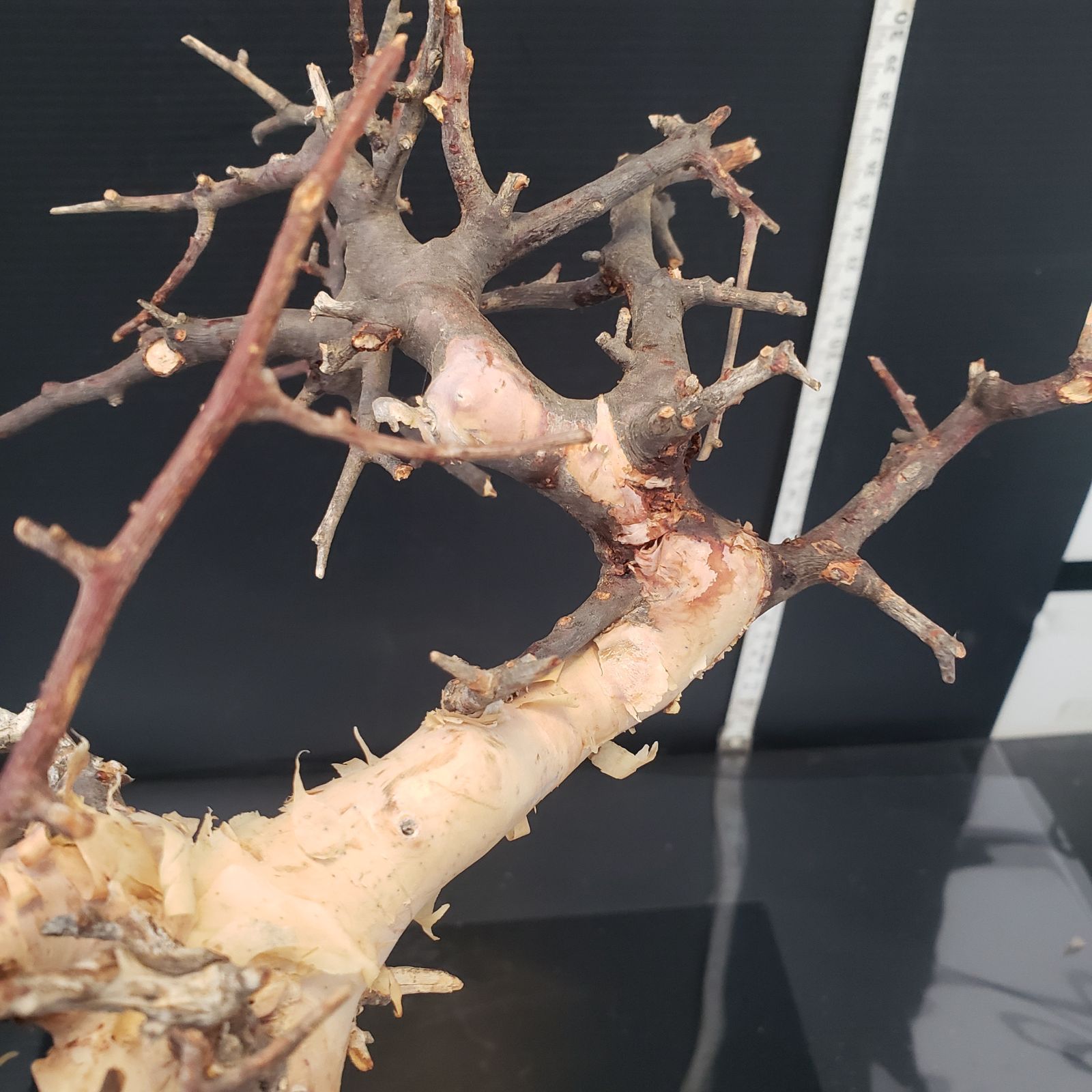 コミュフォラ カタフピュア