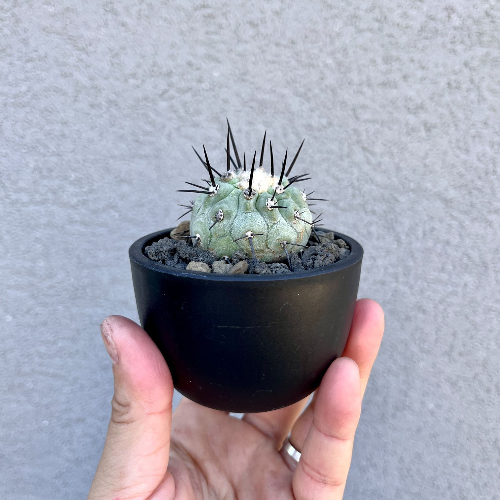 黒王丸 現地球 コピアポア シネレア Copiapoa 鉢付き　自根白肌美株 copiapoa cinerea 黒王丸《M size》激希少‼︎※現地球発根済株