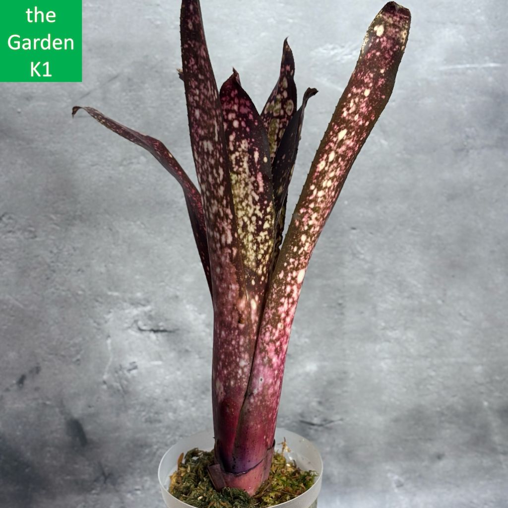 送料無料】xHohenmea 'Ninja Starburst'〔ホヘンメア〕現品発送H217