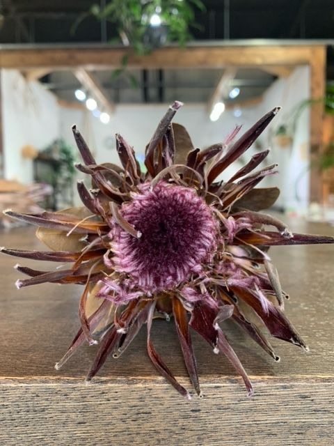 ドライフラワー プロテア シャロン - メルカリ