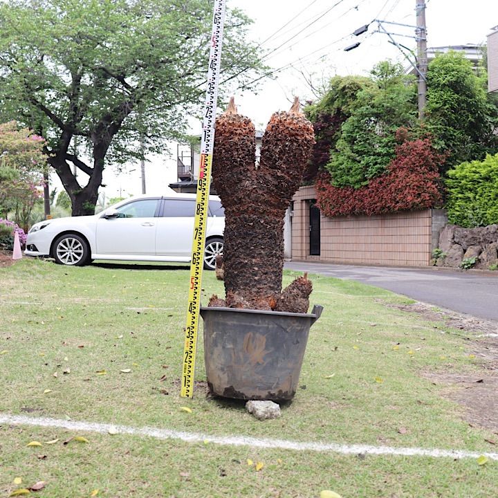 メルカリ