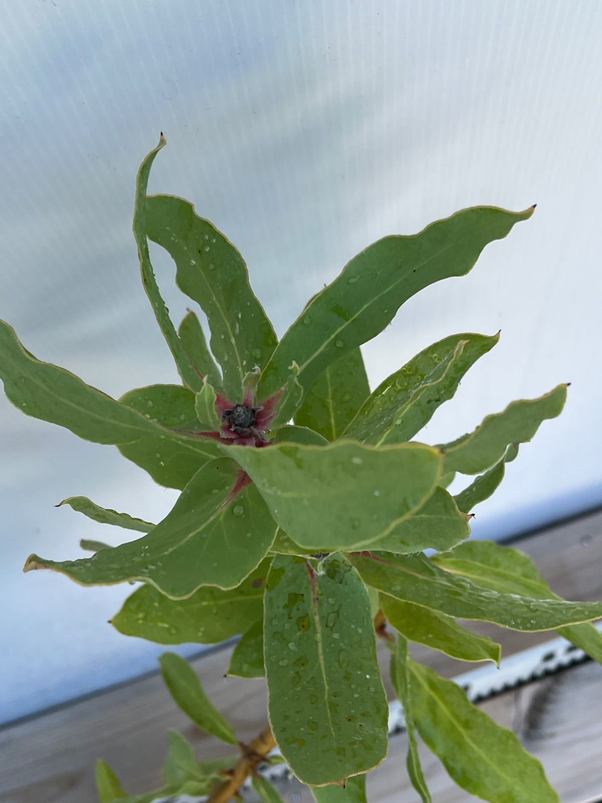 プロテア 6号 エキシミア☆蕾付き - メルカリ