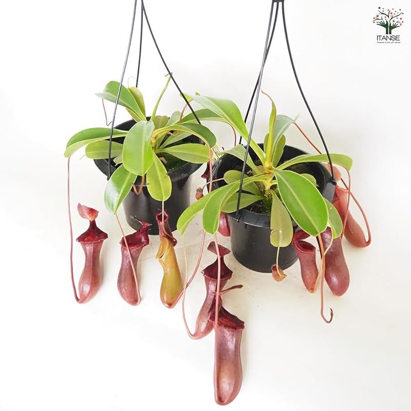 半耐寒性常緑多年草 原産地