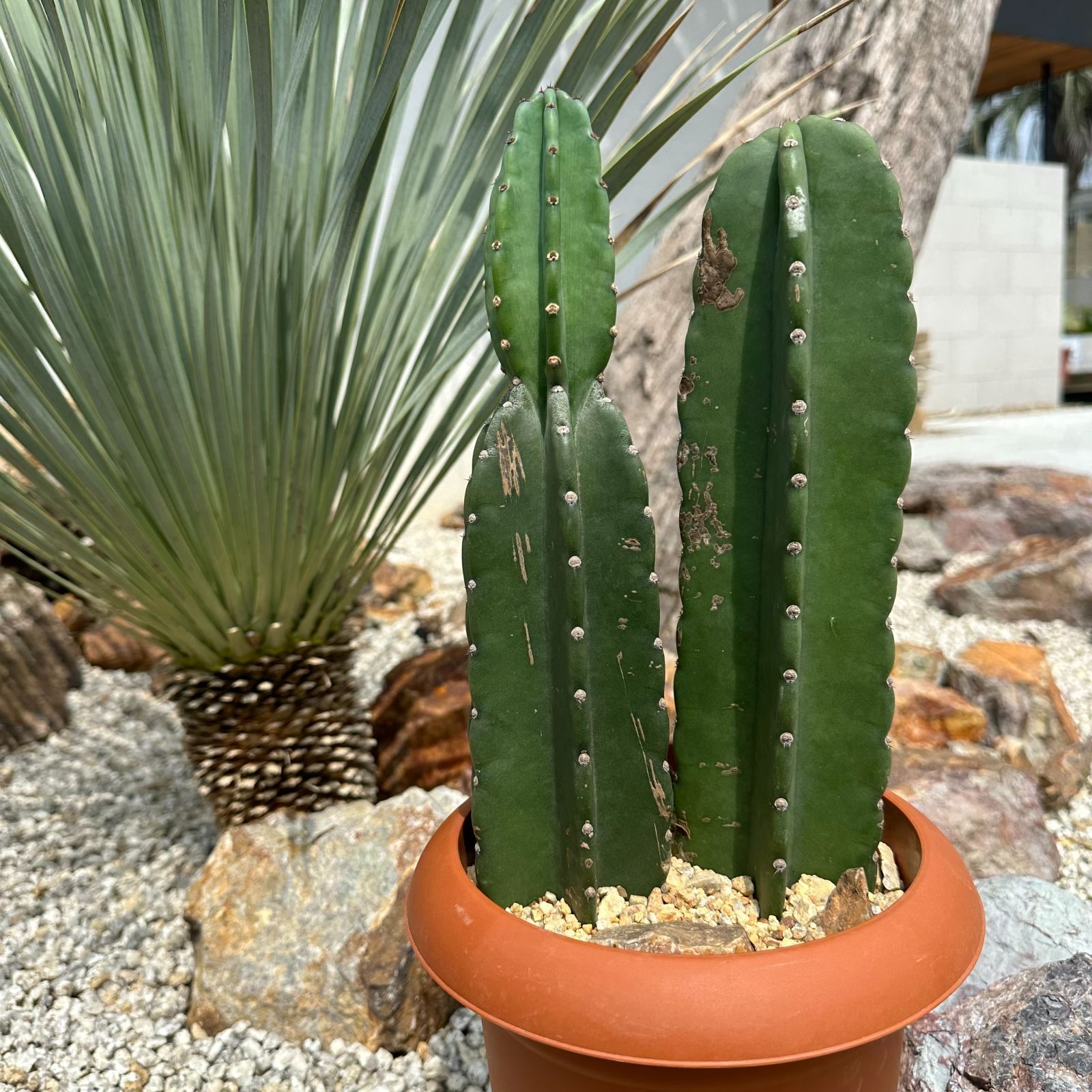 柱サボテン ロックガーデン 発根済み - 植物/観葉植物