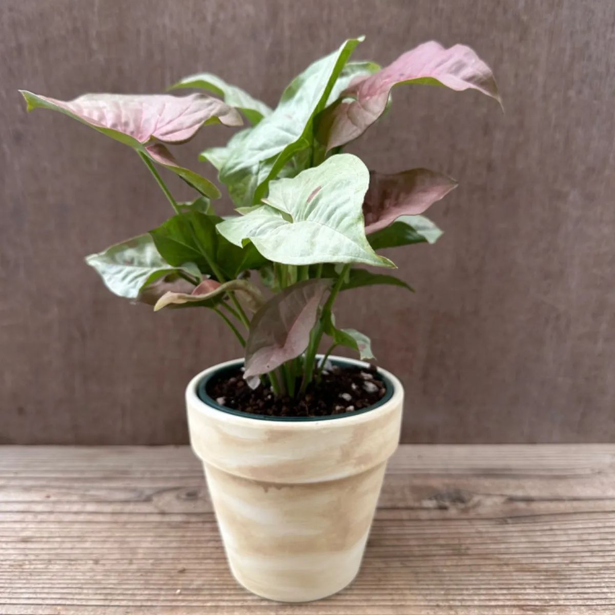 【サンプル】シンゴニウム コンフェッティ Syngonium podophyllum ‘confetti’  サトイモ科　シンゴニウム属 シンゴニウム   観葉植物 観葉 植物 インテリア プレゼント おしゃれ かわいい  グリーン