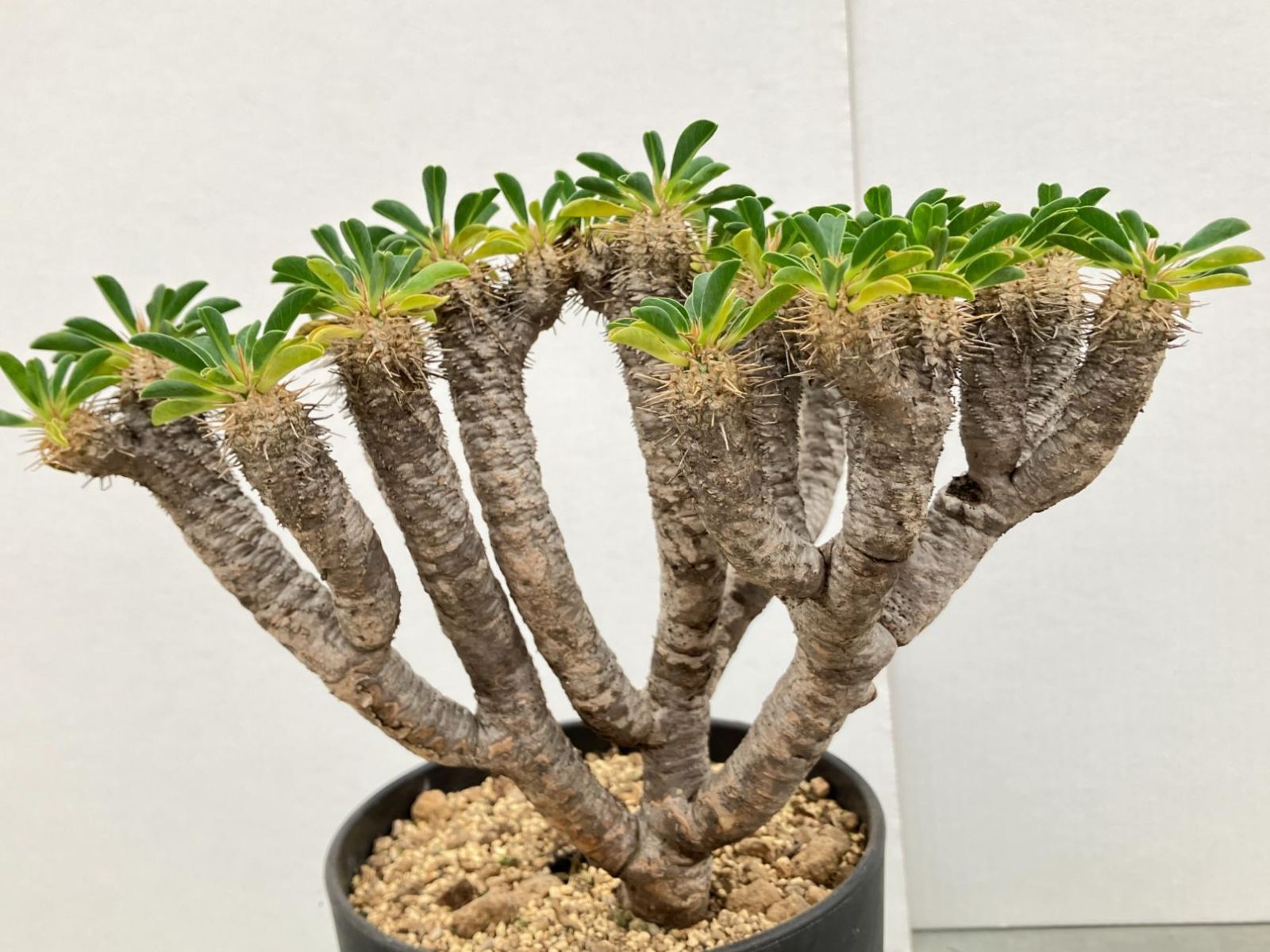 3545 「多肉植物」ユーフォルビア ギラウミニアナ 植え【発根開始・Euphorbia guillauminiana・マダガスカル】 - メルカリ