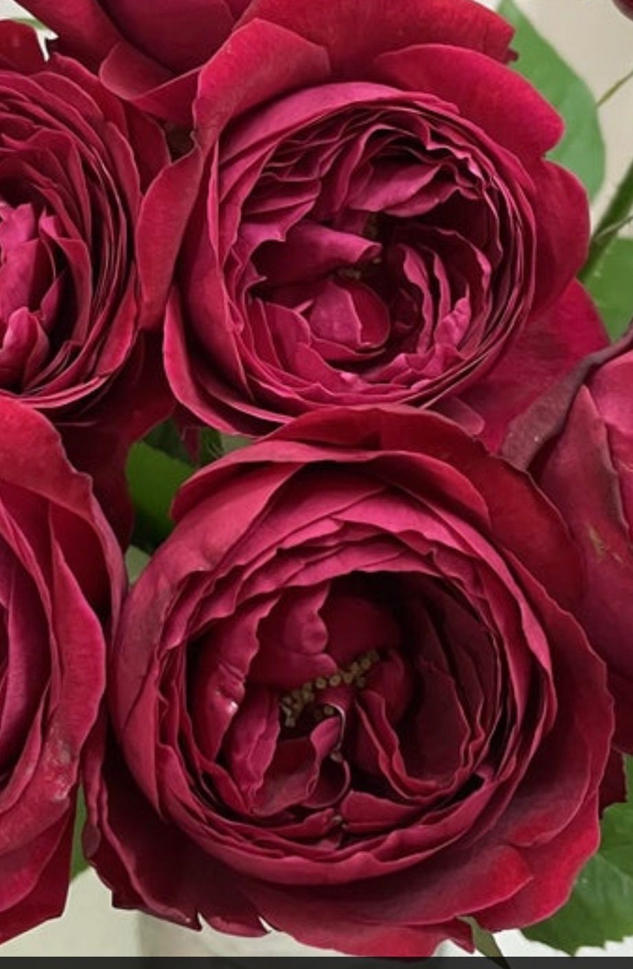 入手困難！大輪超強香！超強健！真っ赤なカップ咲き切り花品種　香りのバラ苗　二年生 週末すセール！入手困難！大輪超強香！超強健！真っ赤なカップ