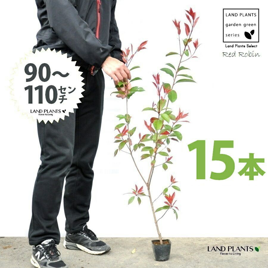 レッドロビン 3.5号 苗木 15本 高さ90～110cm 苗 苗木 苗ポット セイヨウカナメ カナメモチ 生垣