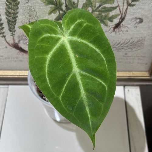 希少！ 観葉植物 アンスリウム Anthurium Magnificum 3.5号(個体おまかせ1鉢) インテリア 室内 オシャレ カワイイ 可愛い  室内 - メルカリ