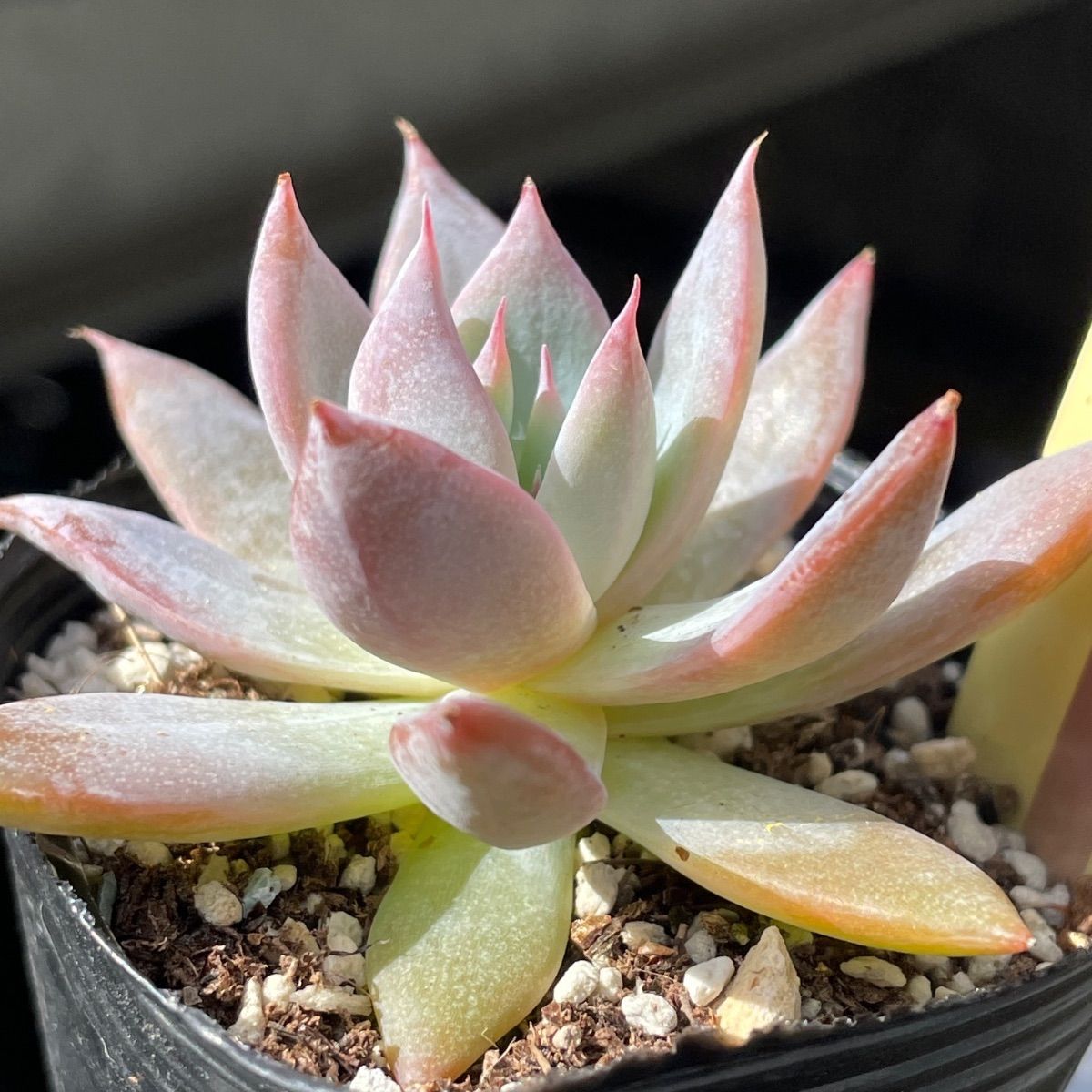 多肉植物ミックスベリア♡ブルーバニラ❤︎抜き苗(根付き) - メルカリ