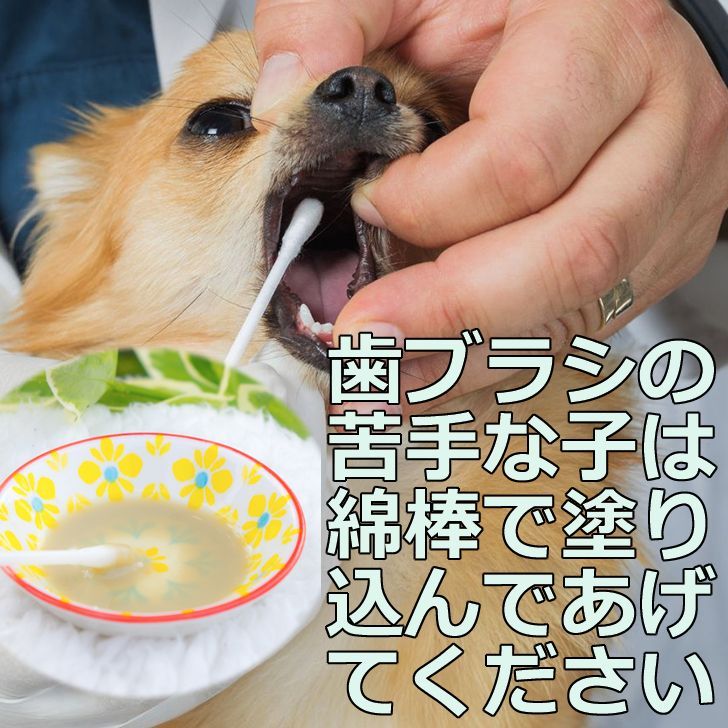 犬歯石除去 犬歯磨き粉