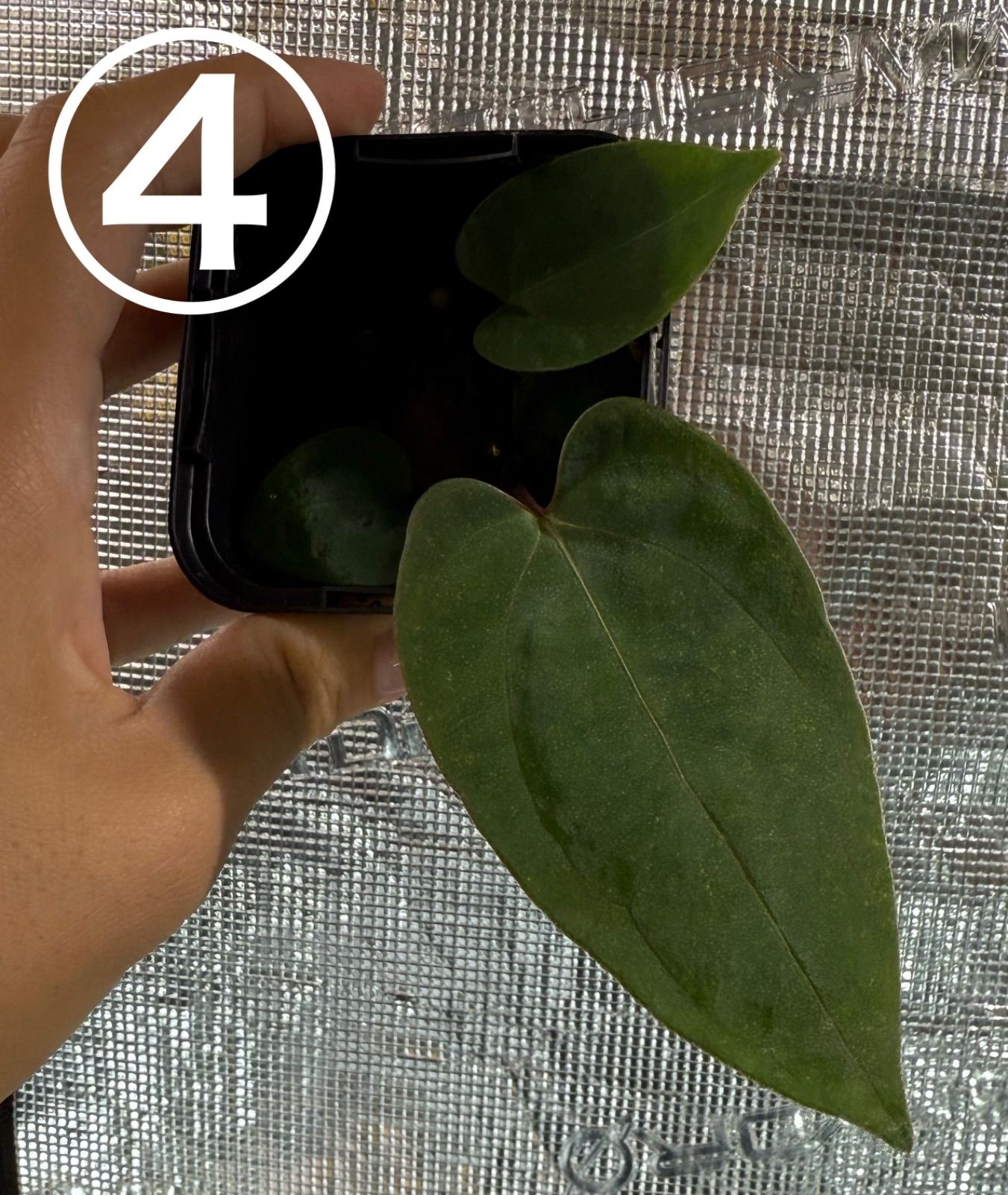 Anthuroom】Anthurium 'Red Spider' (clone) x papillilaminum 'A+