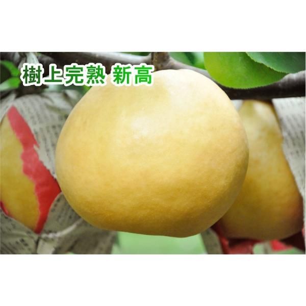 樹上完熟梨