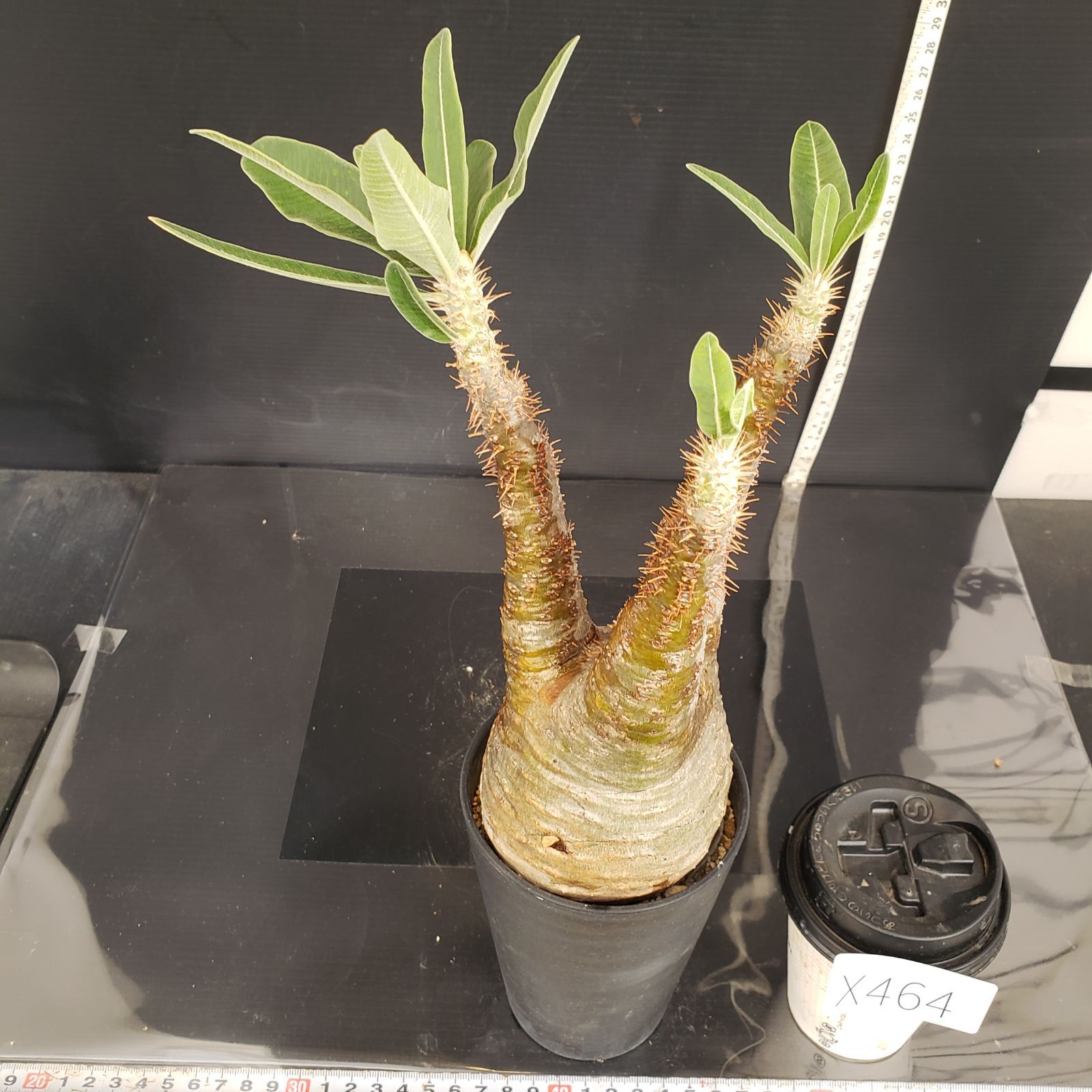 現地球】 パキポディウム・グラキリス 大 発根済み X464【自社養生株