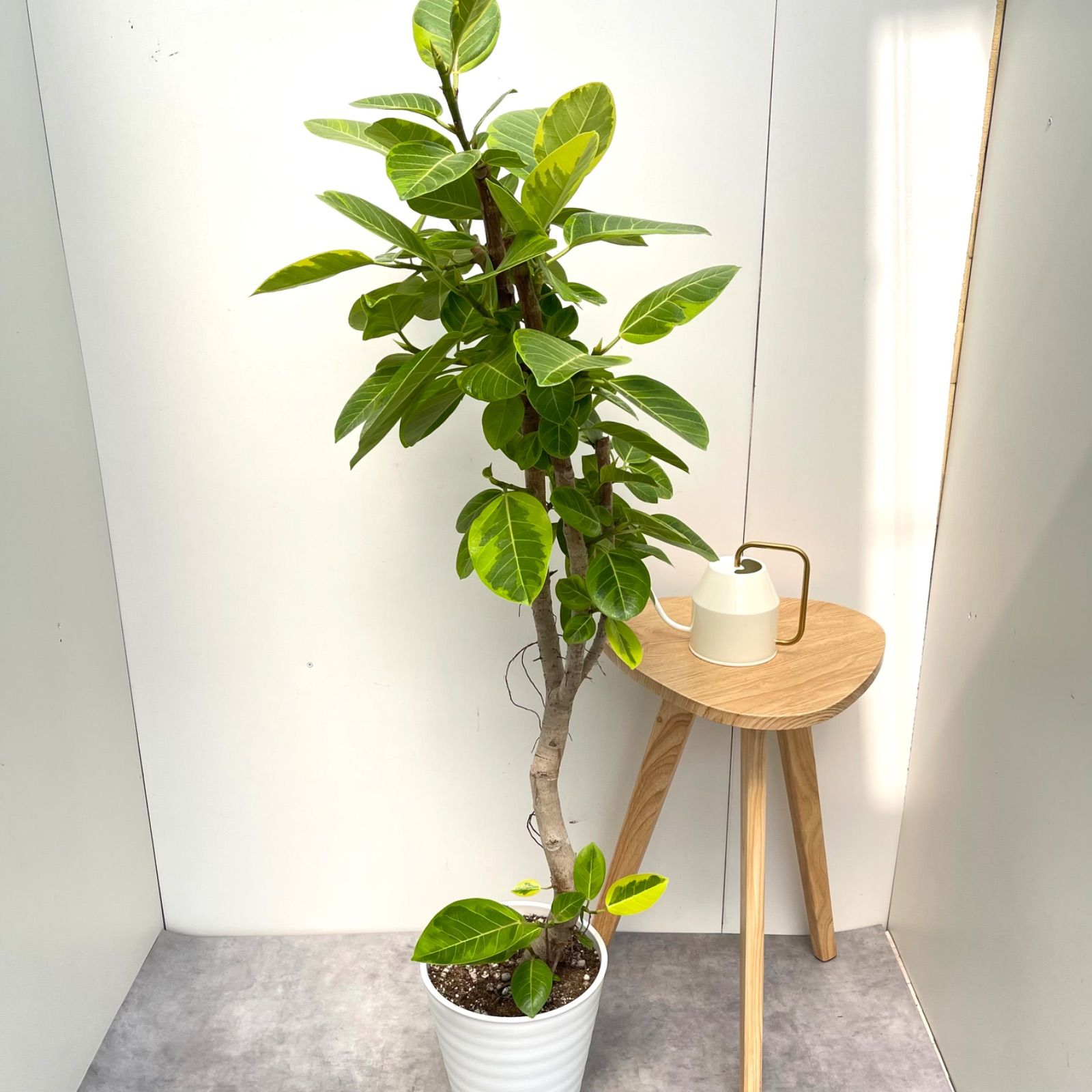 フィカス アルテシマ 曲がり 16【現品】観葉植物 室内 大型 フィカス フィカス アルテシマ 曲がり 16【現品】観葉植物 室内 大型 フィカス