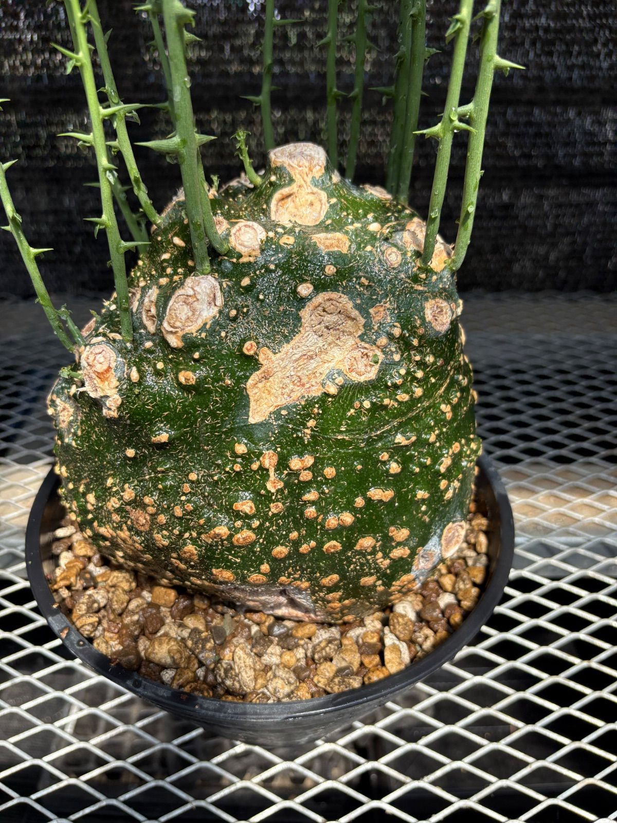その他観葉植物 masa 観葉植物 masa様