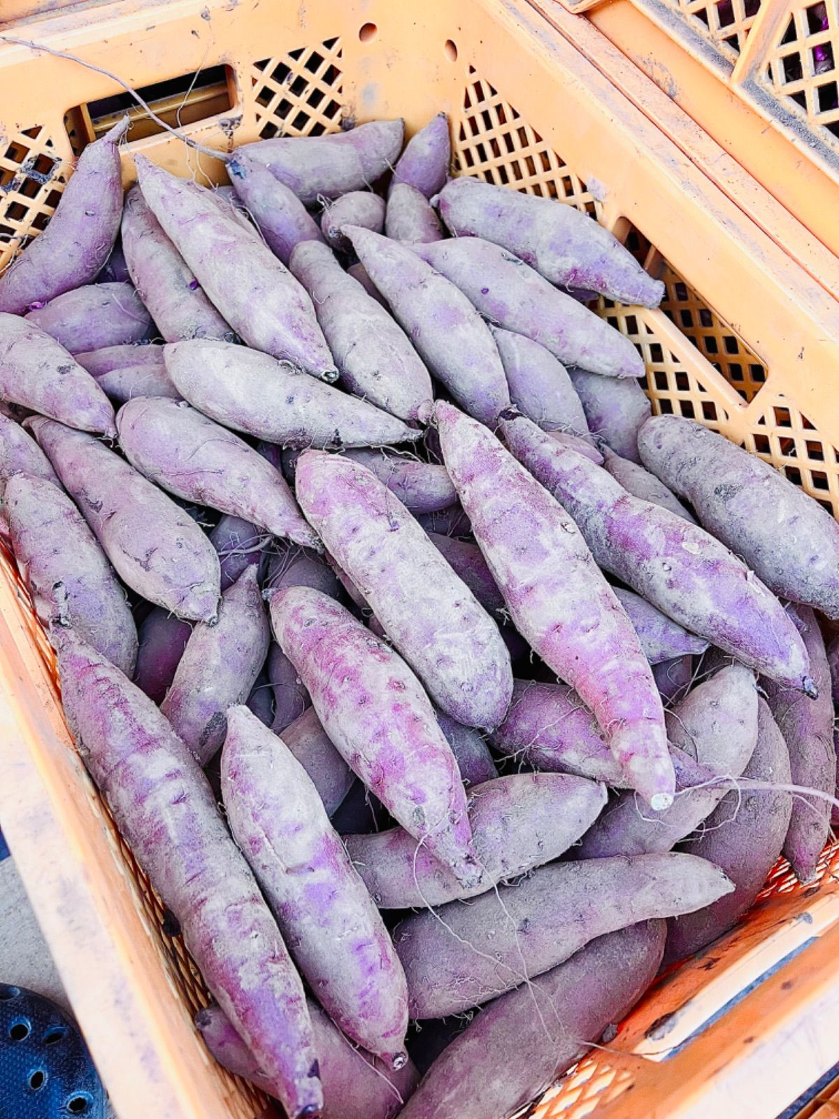 干し芋 紅はるか 新物‼️10kg