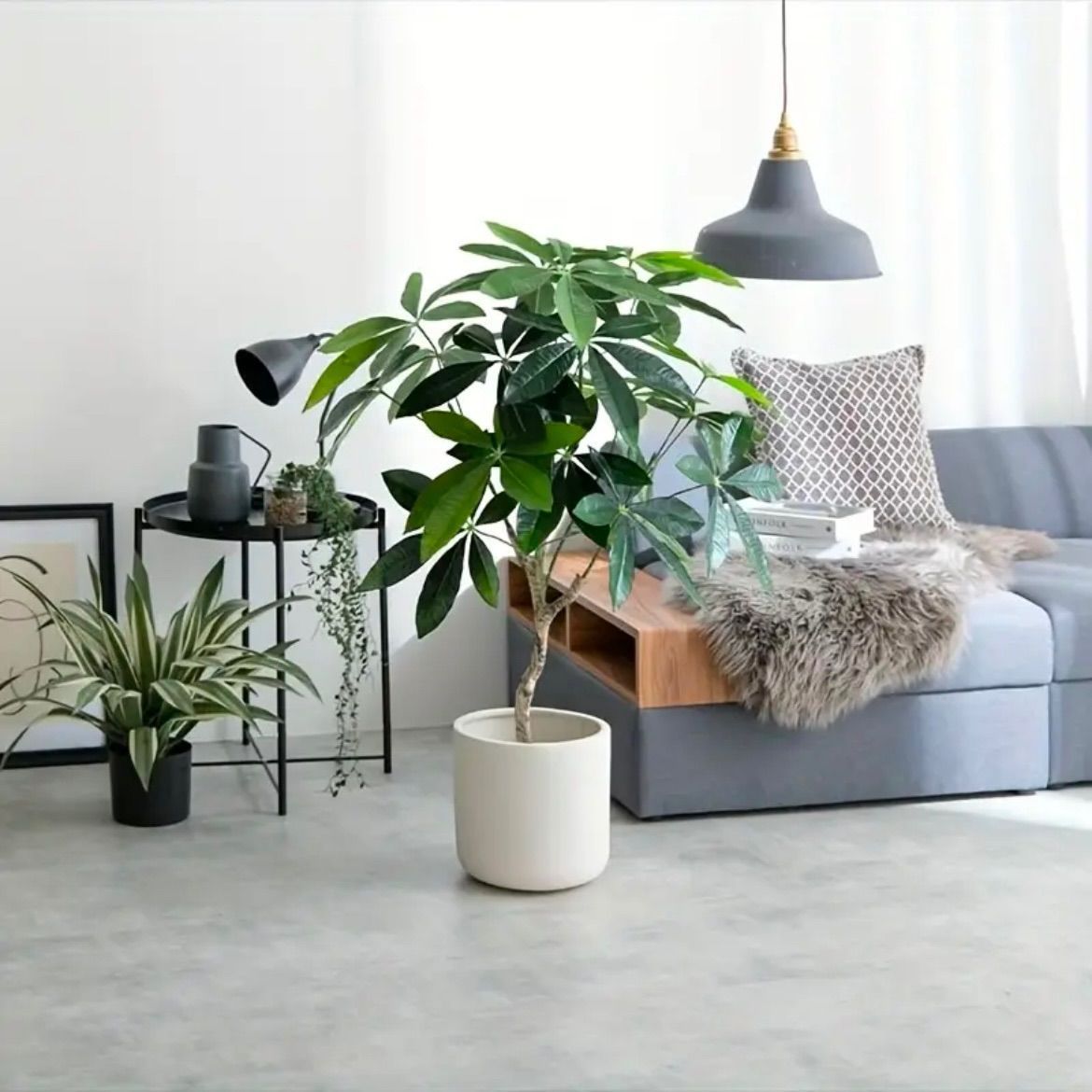 金のなる木 鉢植え