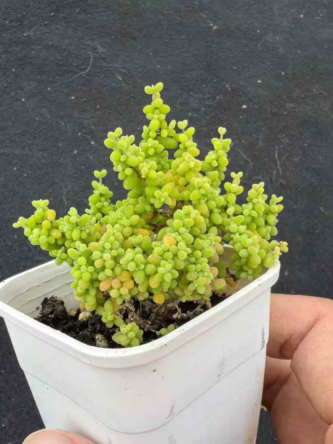 32鉢の土鉢付きセット ドロサンテマム グロボーサム 多肉植物 佐川急便発送 エケベリア 韓国苗 MY740