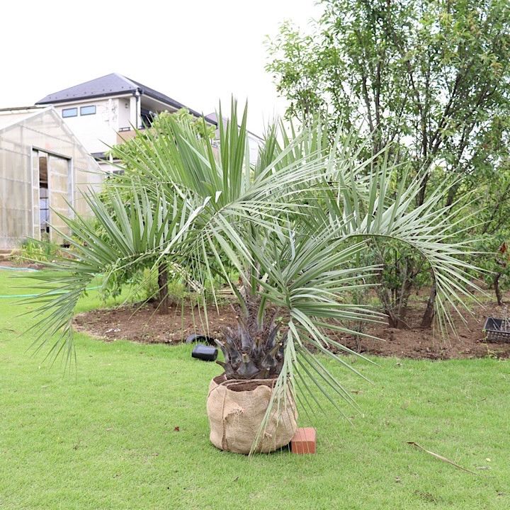 ココスヤシ 引き取り限定 【公式通販】