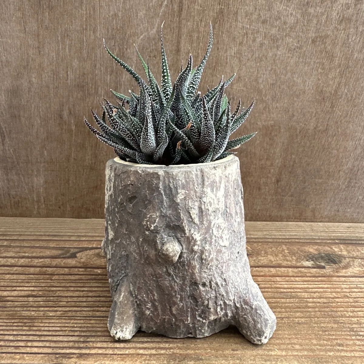 ハオルチア 松の雪 切り株風鉢 現品 観葉植物 観葉 植物 珍奇植物 珍奇