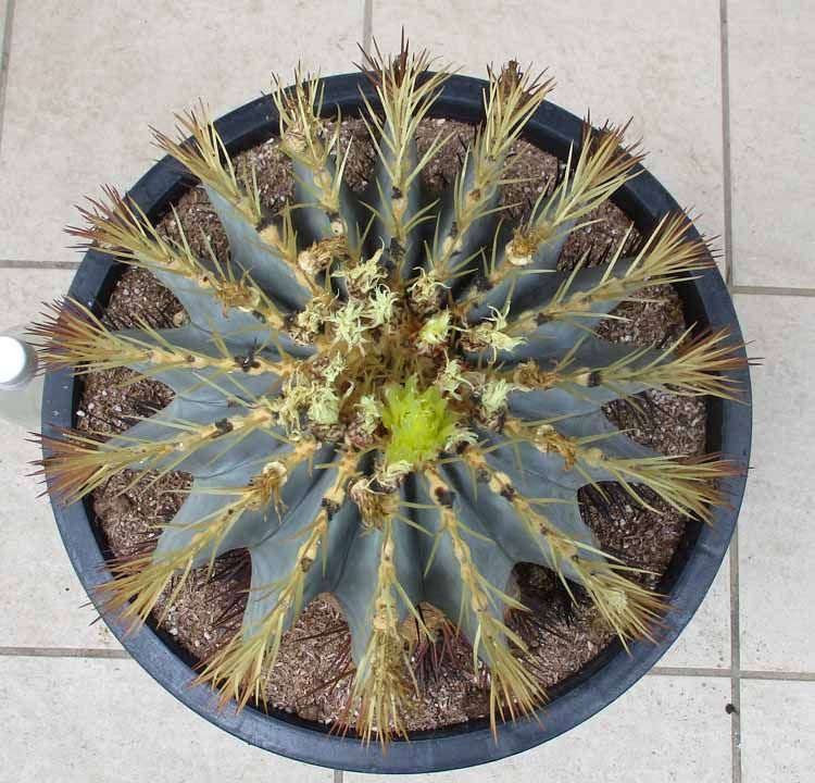 m*y様 王冠竜　12号 サボテン・王冠竜 12号 - メルカリ