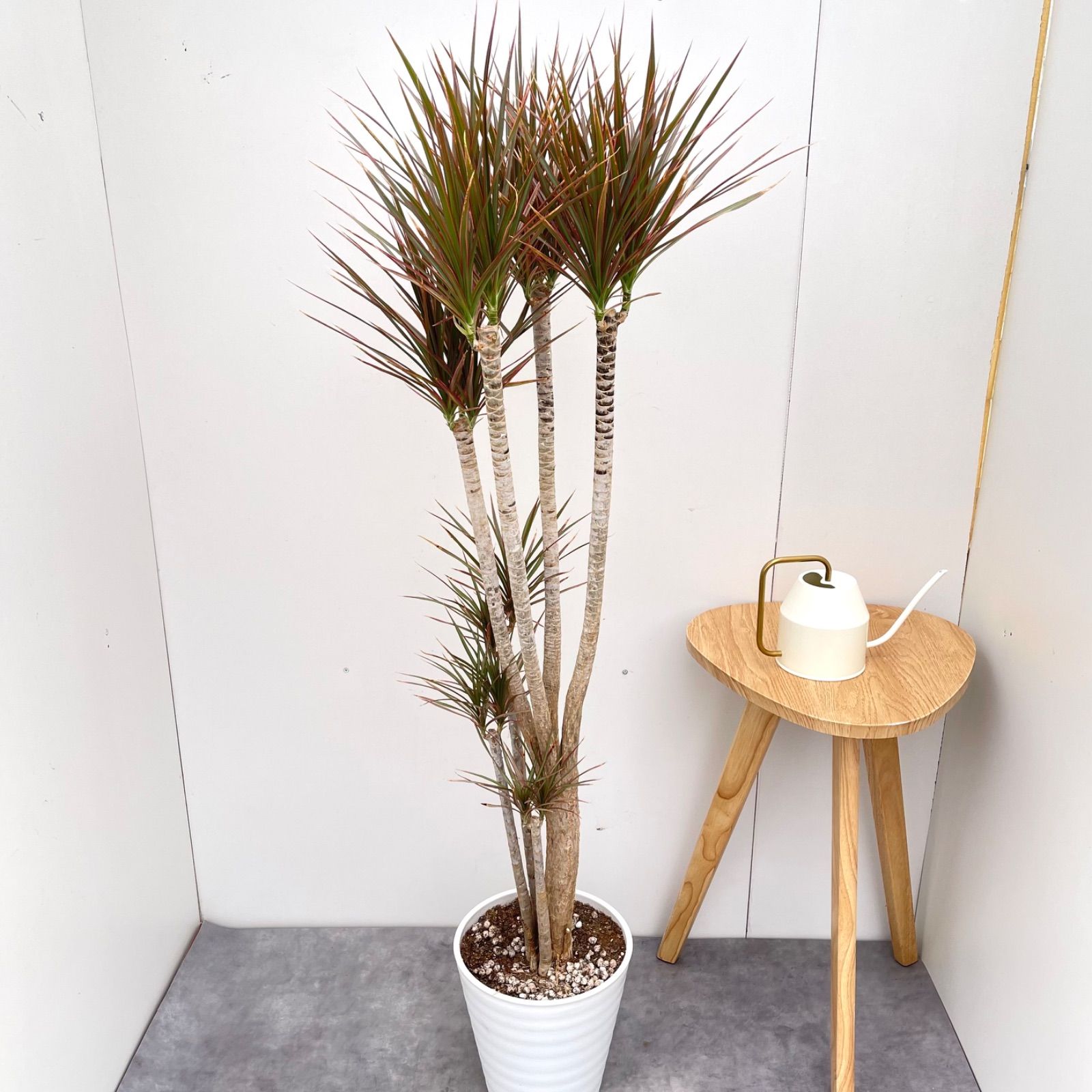ドラセナ コンシンネ レインボー【現品】観葉植物 室内 大型 - メルカリ
