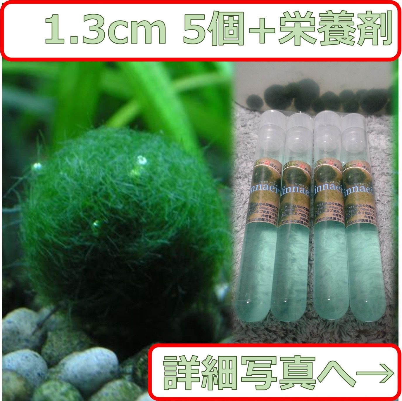 国産まりも１.3cm 5個 linnaei+付き 無農薬 - 水草