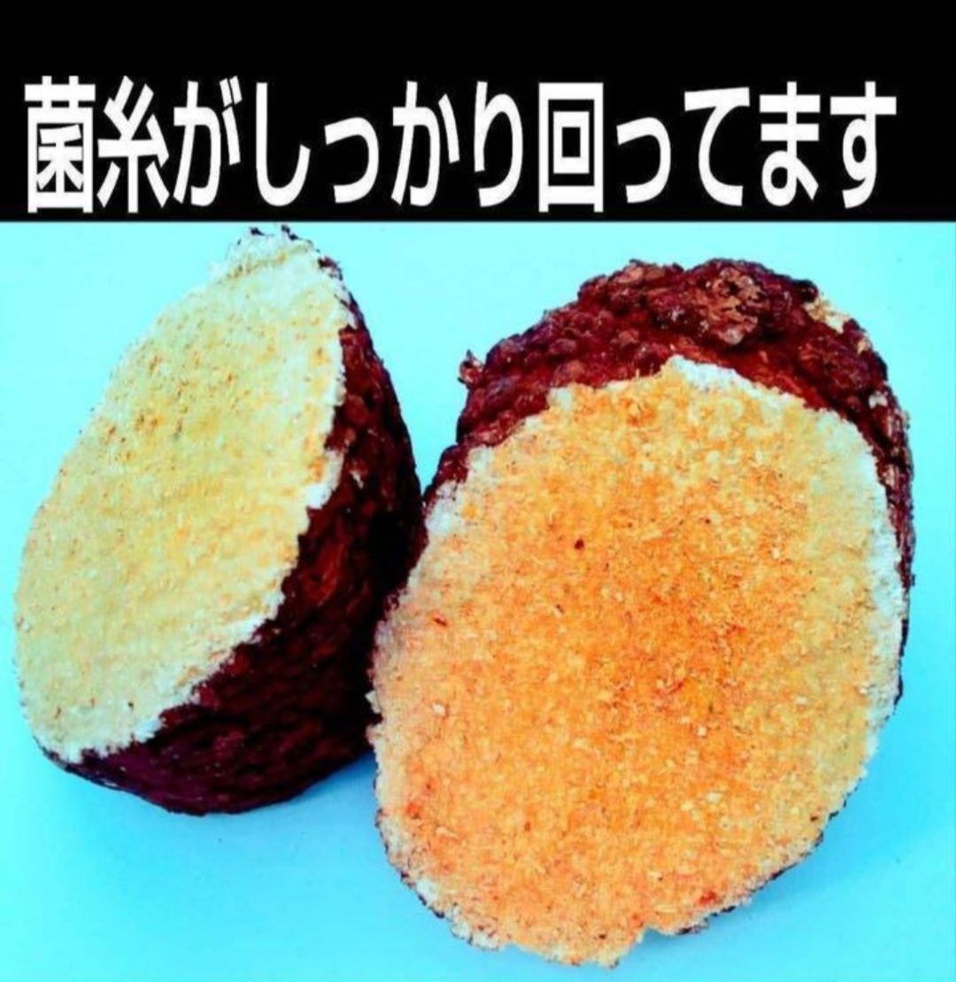 カブトムシ幼虫の栄養強化に！椎茸菌床2個☆マットに埋めると