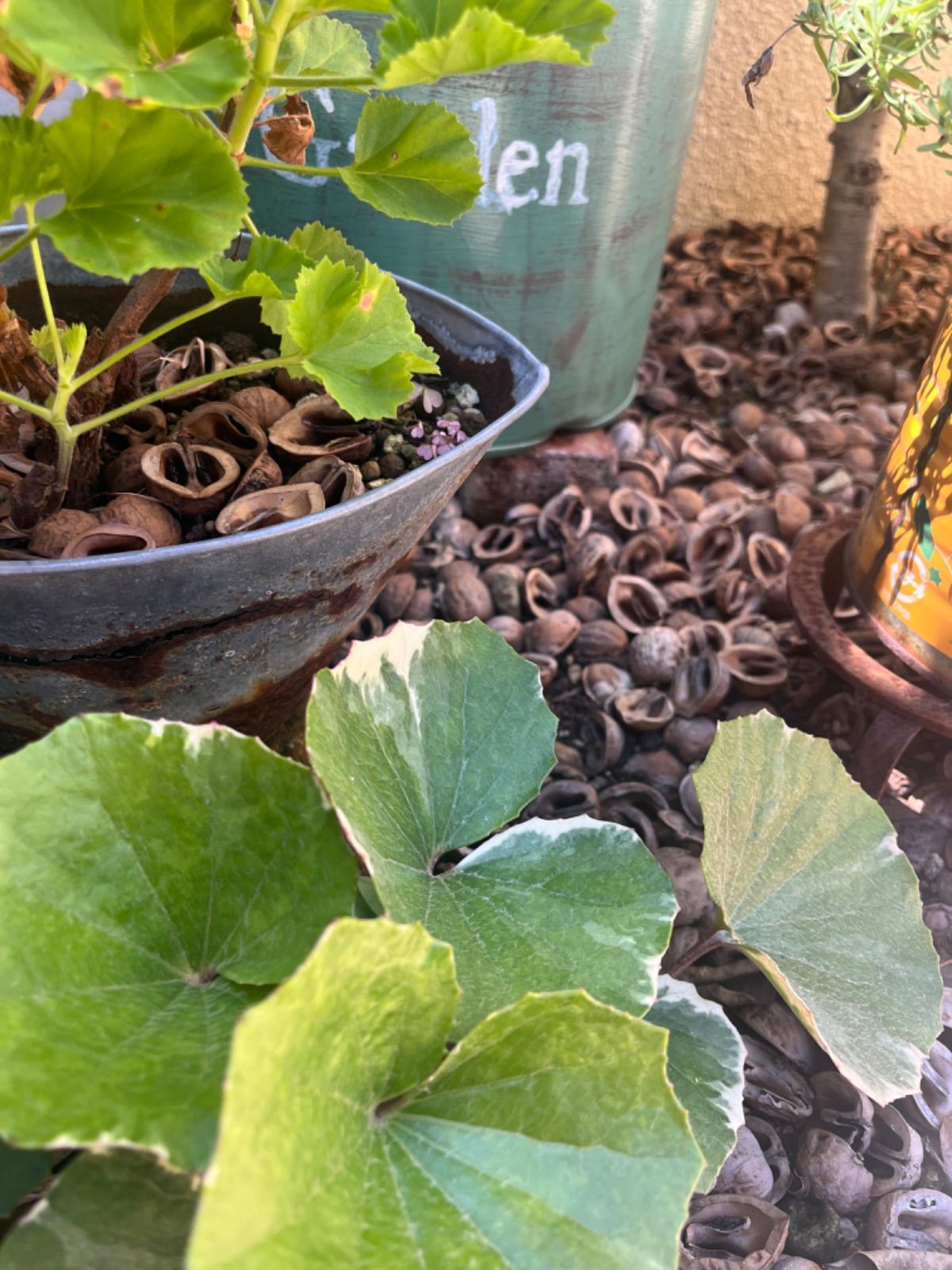 ⭐️高評価商品⭐️【お試し商品2】鬼くるみ殻 ハーフ 200個前後 約