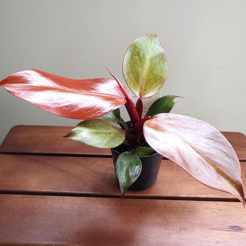 ＩＴＡＮＳＥ フィロデンドロン レッドムーン 2.5号 2個セット 観葉植物 学名 Philodendron redmoon サトイモ科 非耐寒性常緑多年草 原生地 南米 美しい赤斑が特徴的 アートに飾れる 葉も丸みを帯びてかわいらしい 耐陰性が