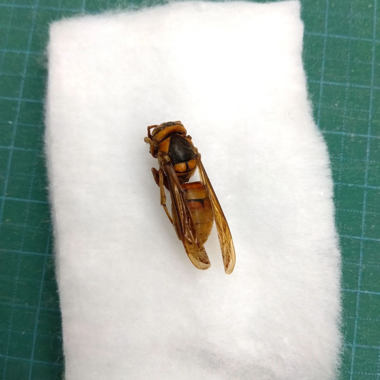 珍しい ネジレバネが寄生したキイロスズメバチ 標本 1匹 - メルカリ