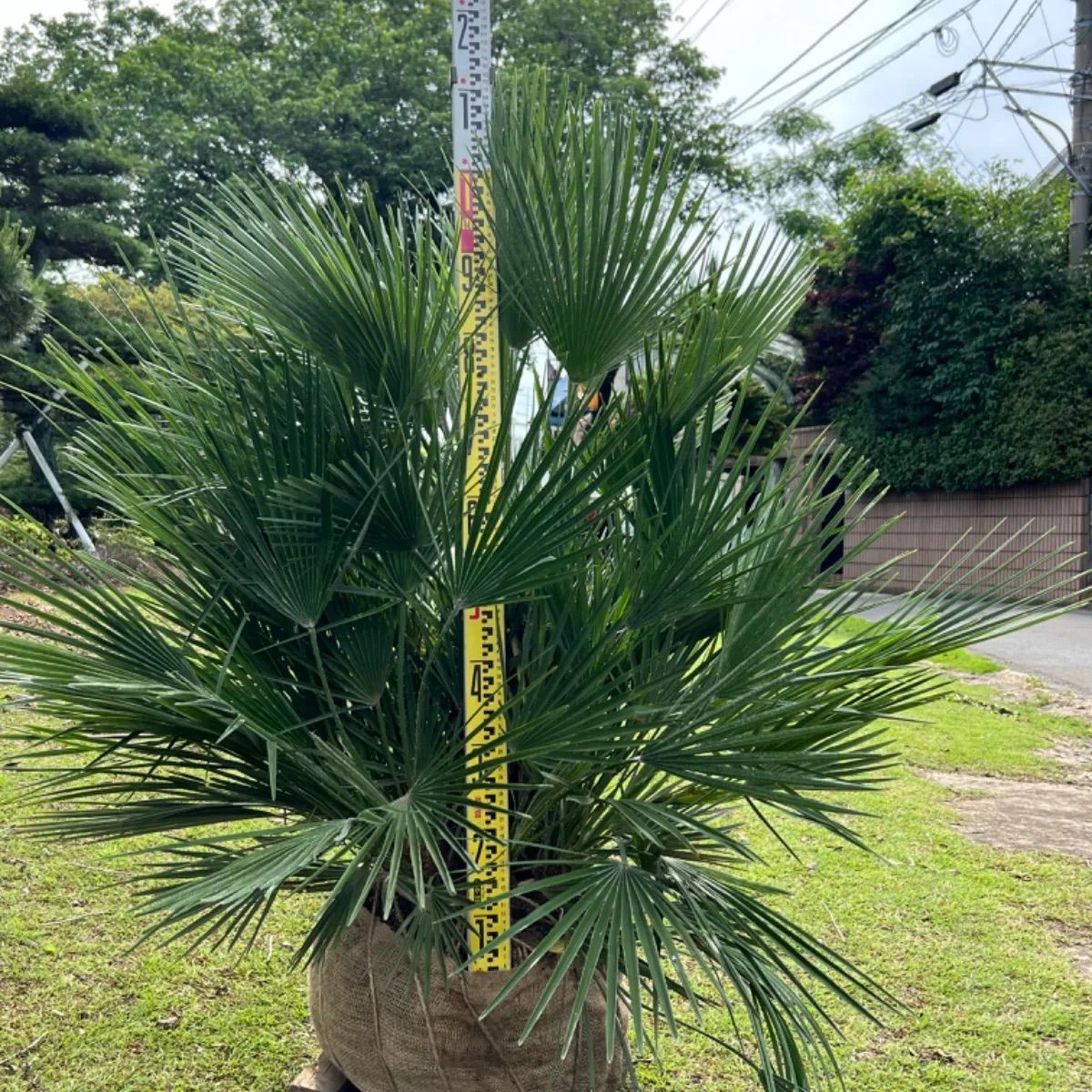 チャメロプス 地植え チャメロプス - メルカリ