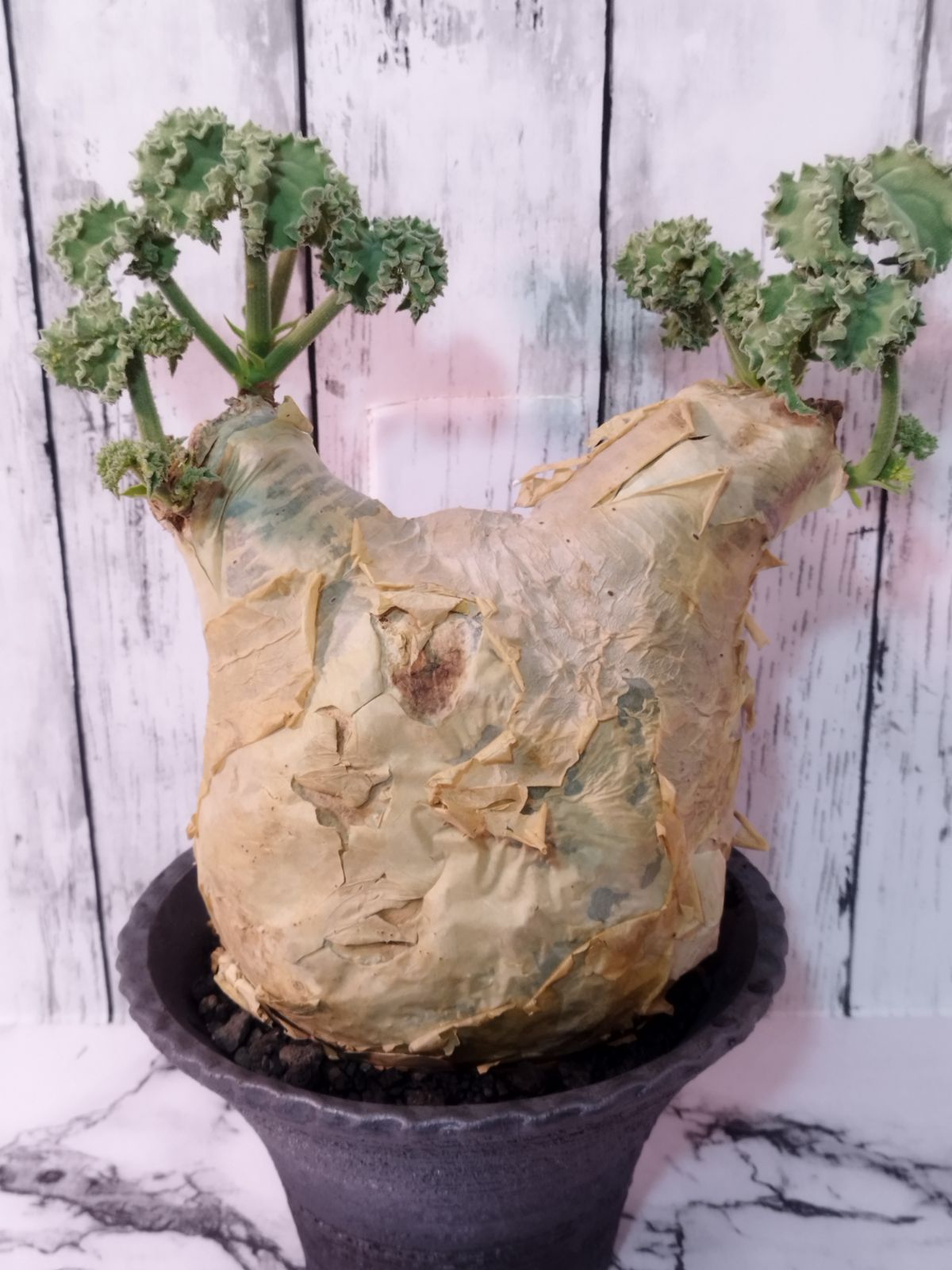 美株 キフォステンマ マクロプス 発根済 発根して1年ちょいで絶好調な