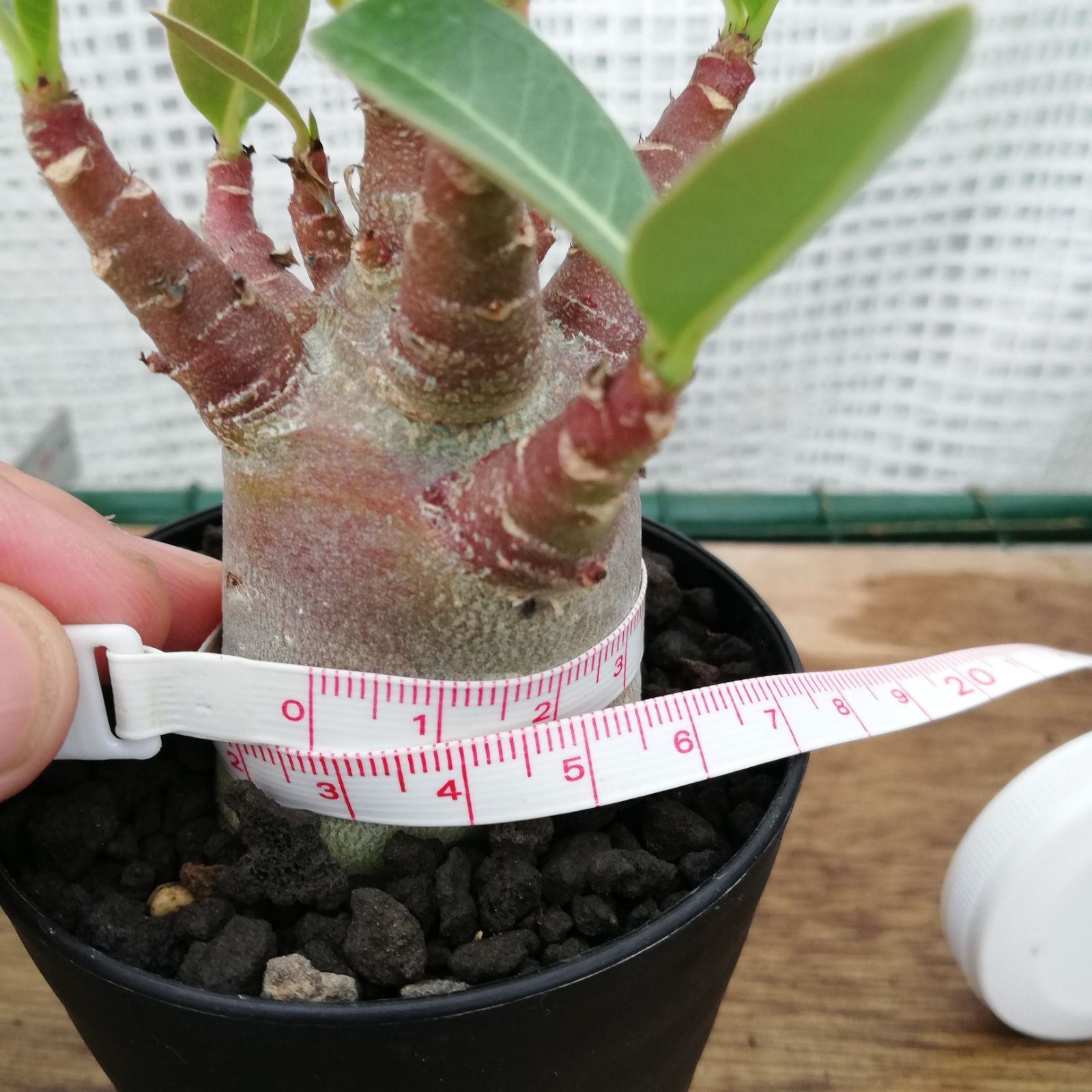 激レア】アデニウム アラビカム ブラック スキン 鉢植え